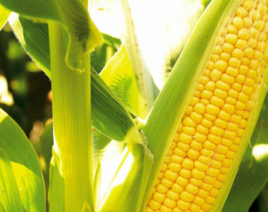 Cara Budidaya Tanaman Jagung