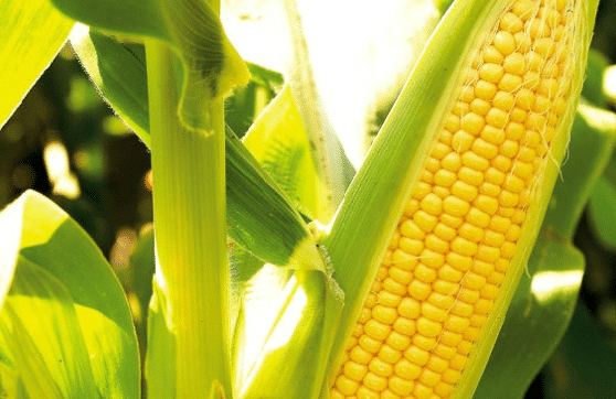 Cara Budidaya Tanaman Jagung