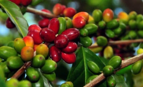 Budidaya Kopi Organik dan Caranya