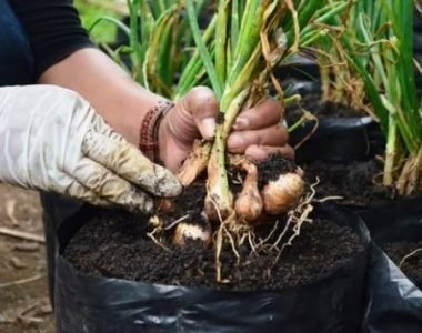 Cara Menanam Bawang Putih Dalam Polybag
