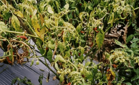 Cara Mengatasi Penyakit Layu Pada Tanaman