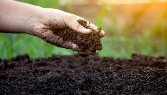 Cara Mengatasi Tanah Sawah yang Sakit