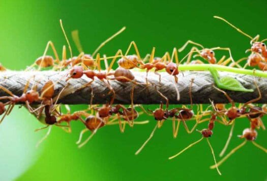 Jenis Hama Pengganggu Media Semai