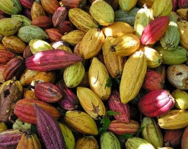 Contoh Produk Agroindustri Unggulan Indonesia