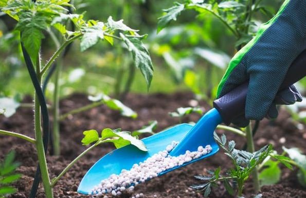 Cara Pemberian Pupuk Melalui Akar Tanaman