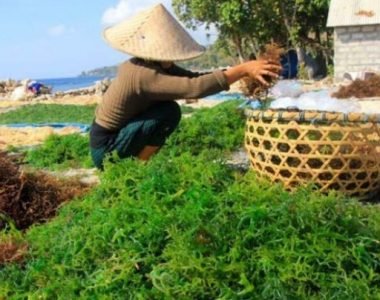 Pembuatan Rumput Laut Kering