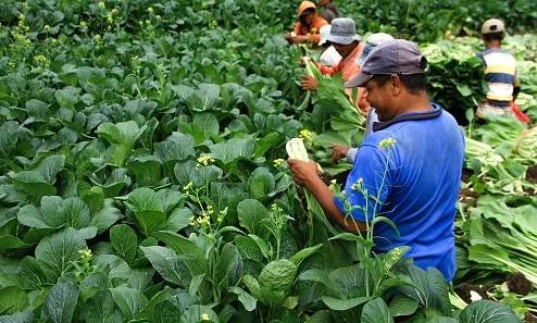 Penanganan Panen Dan Pasca Panen Sayur Organik | AMTAST Indonesia