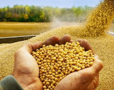 Proses Panen dan Pasca Panen Kedelai