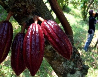 Proses Pemanenan Buah Kakao