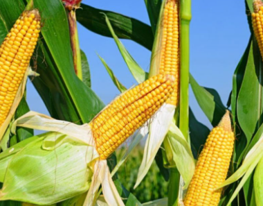 Asal Usul dan Jenis Tanaman Jagung