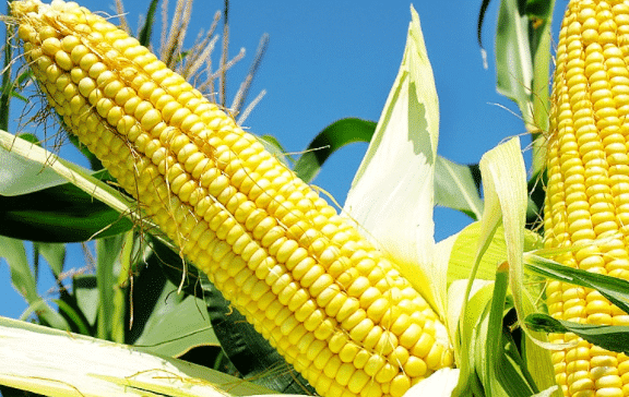 Manfaat Jagung Untuk Kesehatan