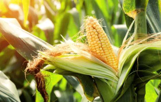 Pengolahan Tanah Tanaman Jagung