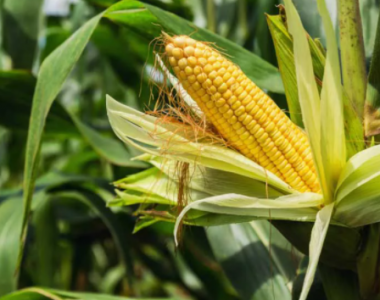 Pemeliharaan Tanaman Jagung