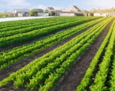 Perkembangan Agroindustri di Indonesia