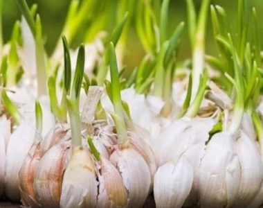 cara menanam bawang putih hidroponik