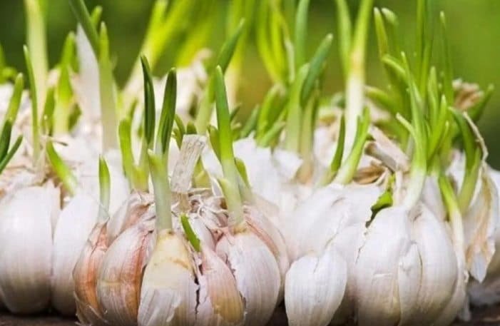 cara menanam bawang putih hidroponik