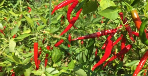Cara Tepat Menanam Cabai di Musim Hujan