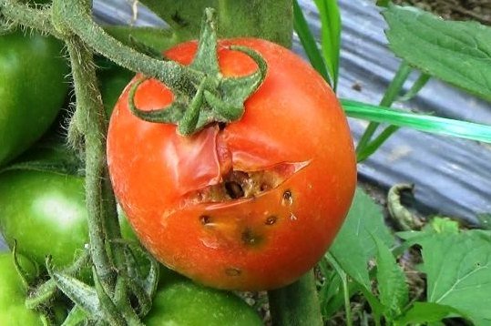 Mengatasi Hama Tomat Secara Alami