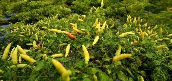 Kembalinya Harga Cabai Menjadi Normal