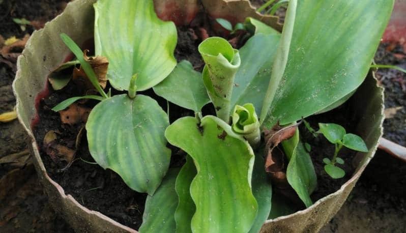 Langkah Bertanam Kencur di Pekarangan Rumah