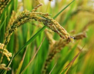 Fase Pertumbuhan Padi Sawah