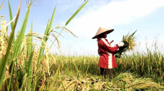 Panen Padi Di Sawah Secara Tradisional Dan Modern Amtast Indonesia