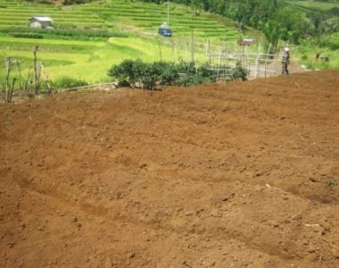 Tips Menetralkan Tanah Pertanian