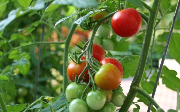 Langkah Mencegah Kerusakan Sayuran